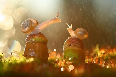 Snails_in_rain__28i_imgur_com_29.jpg